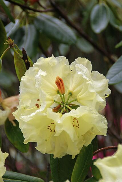 Rhododendron