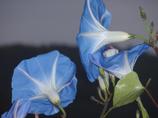 Die strahlend hellblauen Prachtwindenblüten vor trübem Himmel