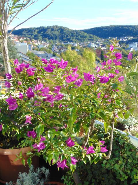 Bougainvillea auf der Terrasse mit Blick auf Künzelsau und Hohenlohe