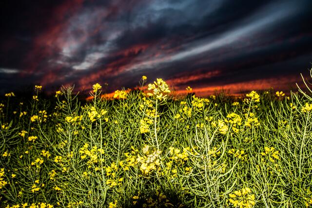 Mohn im Abendrot