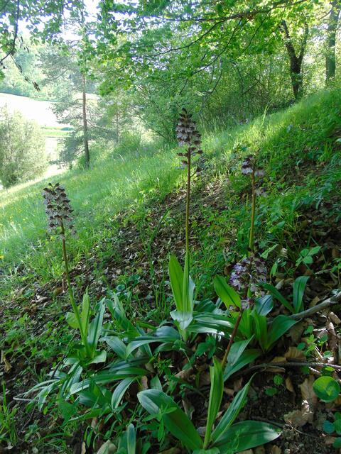 ein Hang voller Knabenkräuter und anderer wilder Orchideen