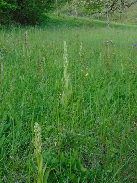 Eine Magerwiese voller weißer Riemenzungen- oder Ragwurzknospen (wilde Orchideen)
