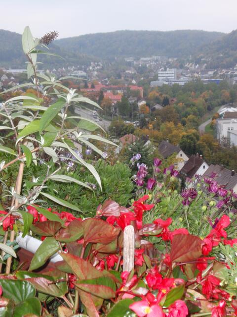 Blick auf Künzelsau durch reiche Blütenfülle