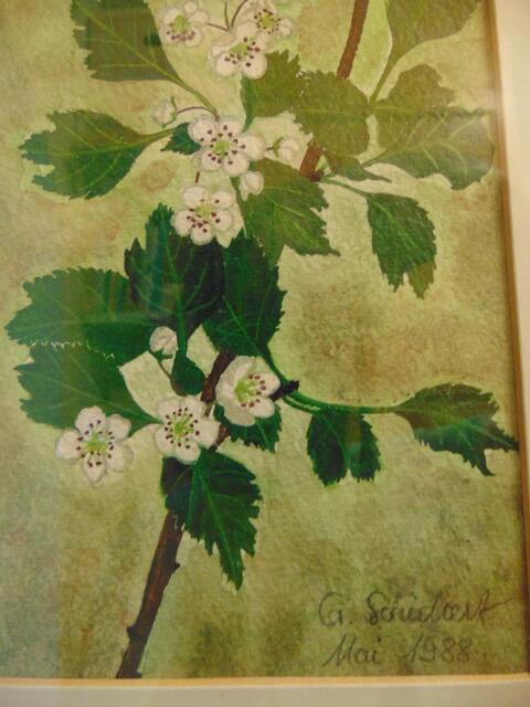 Blüten eines Wildkirschenzweiges als Aquarell gemalt