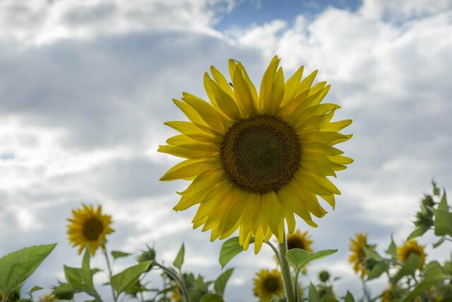 Sonnenblüte