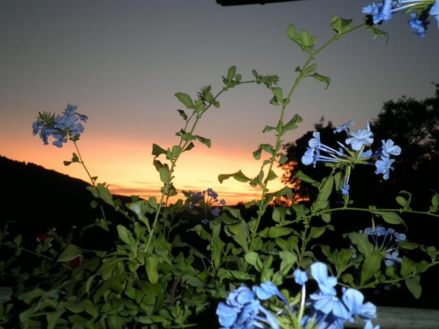Unser Bleiwurz in der Abendsonne