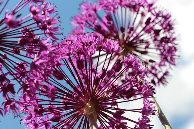 Allium
