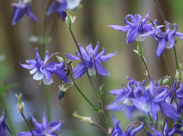 Blauer Leckerbissen
