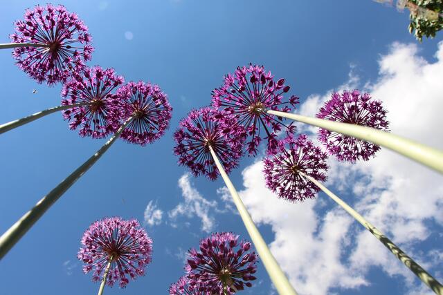 Allium- Kettenkarusell von unten gesehen