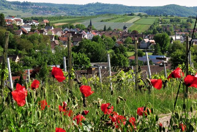 30.Mai 2021, Mohn auf dem Salzberg, mit Blick auf OBS-Affaltrach und auf die Bergstadt Löwenstein.