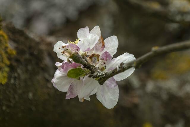 Apfelblüte