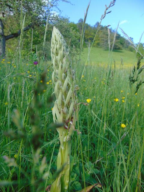 Ein besonders großes Prachtexemplar einer weißen Orchidee in Knospe, wahrscheinlich eine Bocks-Riemenzungei