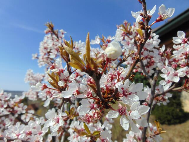 Zierpflaumenbäumchen in voller Blüte