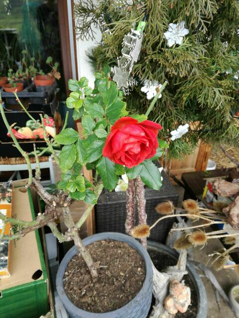 Eine voll erblühte Rose trotzt der Kälte im Januar 2021
