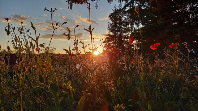 Leuchtender Mohn im Sonnenuntergang