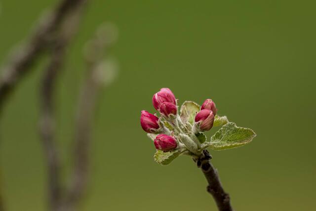 Neue Blüte