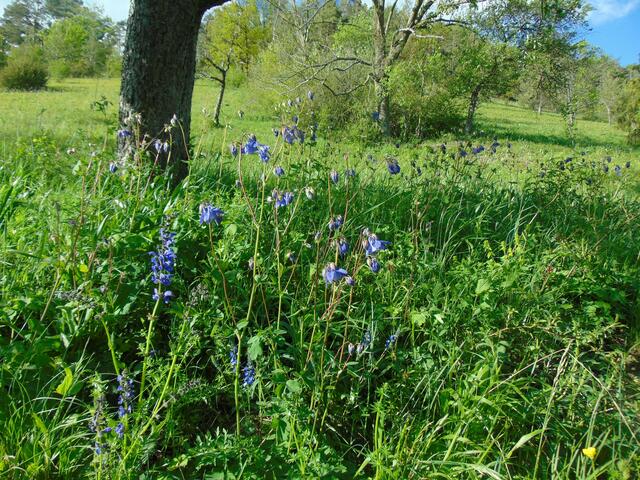 Wiesensalbei und wilde Akelei...  harmonische blaue Verbindung im Wiesengrün