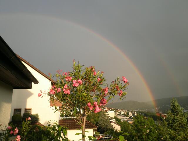 Oleanderbäumchen unter dem Schutz eines Regenbogens