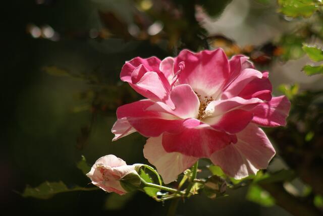 Rosenschönheit