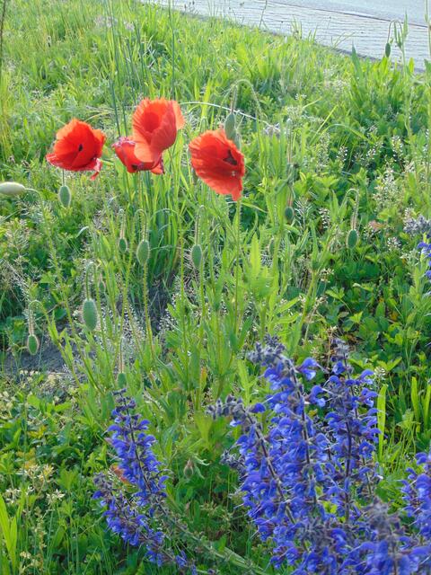 Flora in rot und blau ... ein Wort genügt da: WOW!!!