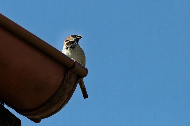 die Regenrinne und der Vogel mit 80D und SIgma 400 mm - zum Vergleich mit TZ96: https://meine.stimme.de/heilbronn/natur/wer-bin-ich-d141946.html