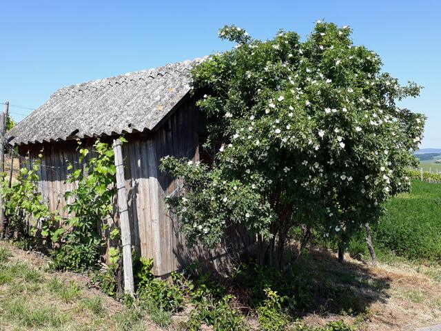 zugewuchert