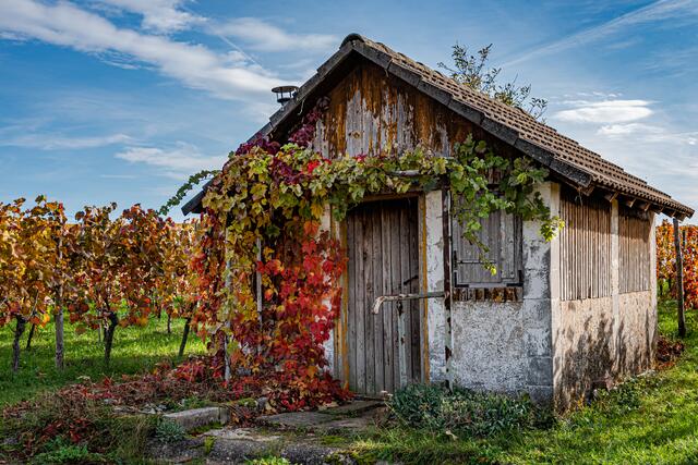 Herbst im Weinberg