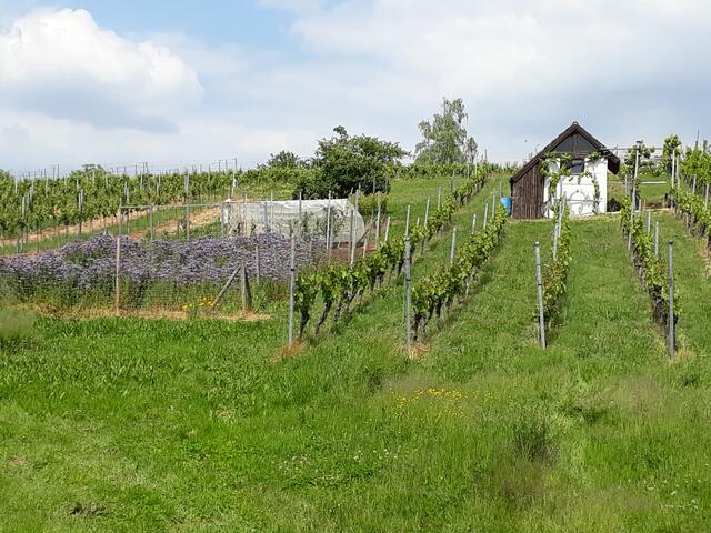 bei Schwaigern
