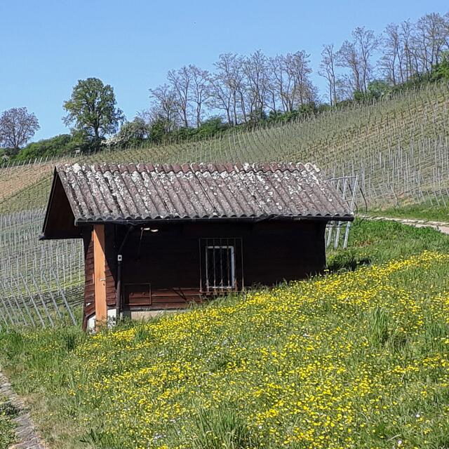 die Schmalzkächele blühen