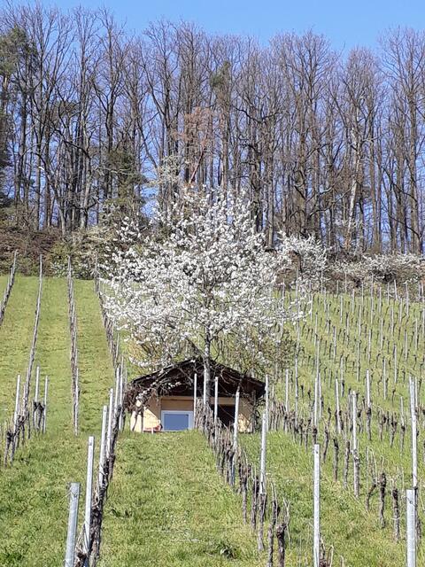 Frühlingserwachen im Wengert