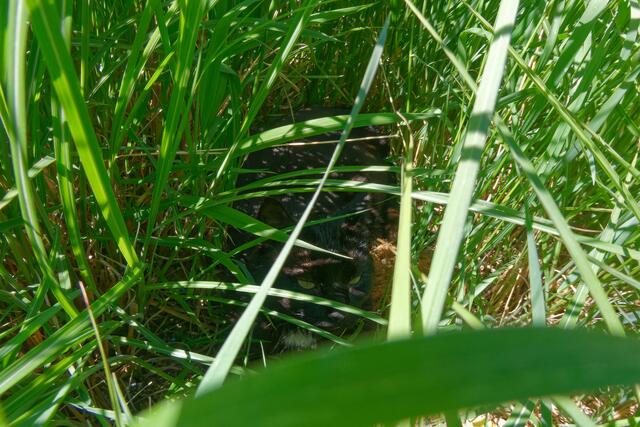 Mein Assistent macht Mittagspause