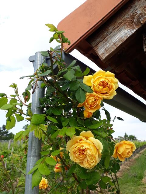 Rosen am Wengerthäuschen