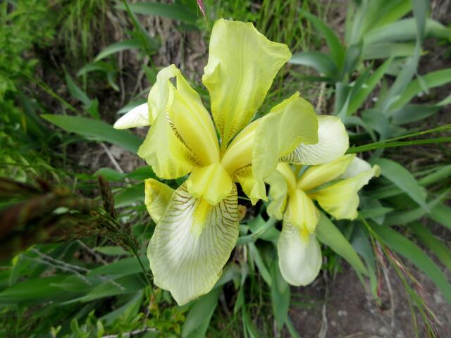 Auch die gelbe Iris ist im Schützinger Spiegel zu finden.