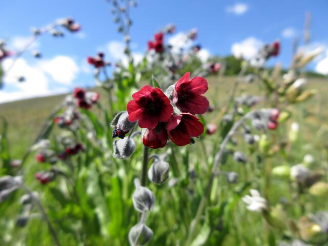 Wir wunderten uns über den intensiven Geruch und waren der Meinung, dass in der Nähe gedüngt oder gespritzt wurde....