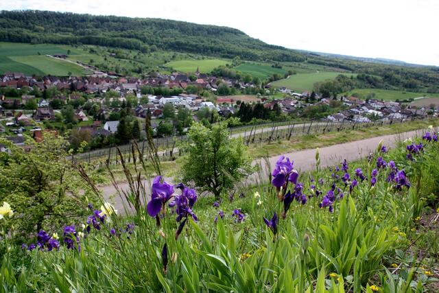 Dort im Naturschutzgebiet gibt es Iris in einem üppigen Vorkommen, wie wir es noch nicht erlebt haben.