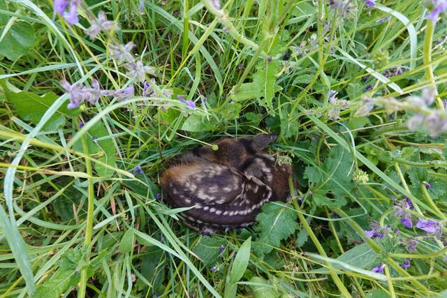 Die Kitze liegen gut versteckt im Wiesengras.