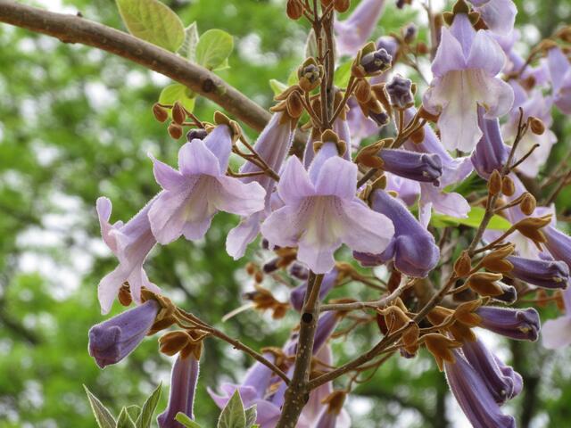 Blauglockenbaum im Wertwiesenpark.