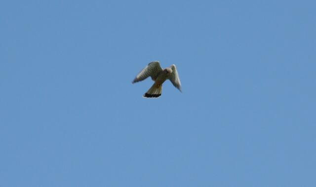 Ein Rüttler bei der Futtersuche