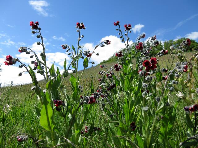 Beim Nachlesen über die Echte Hundszunge dann zu Hause, erfuhren wir, dass sie einen intensiven Mäusegeruch hat.