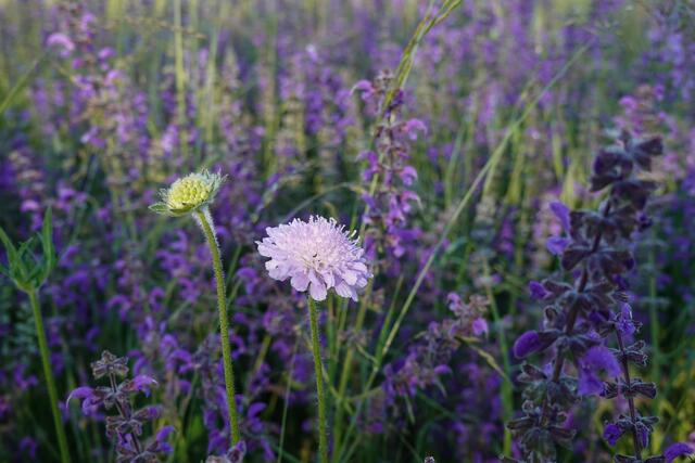 Tauben-Scabiose und Wiesensalbei - sie verströmen einen feinen Duft.