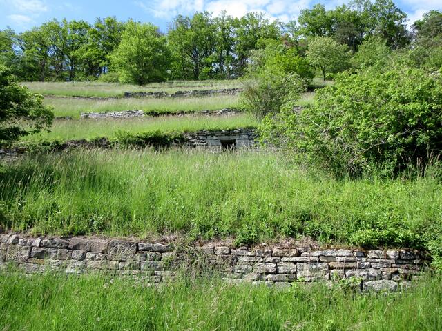 Diese Terrassen waren früher wohl Weinberge, die aufgegeben wurden.
