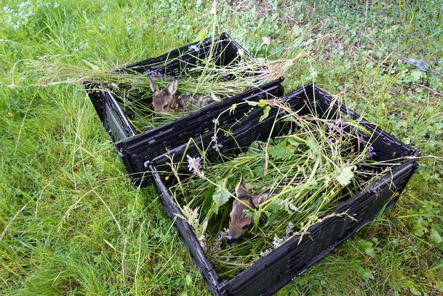 Zwei Kitze in der Transportbox.