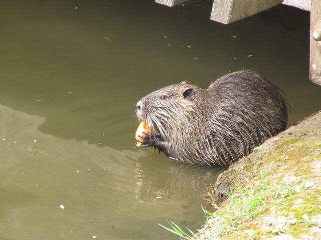 Dieses Nutria wurde gerade gefüttert, als wir dazu kamen.
