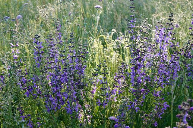 Die Wiesen vor der ersten Maad sind etwas fürs Auge und ein tolles Naturerlebnis.