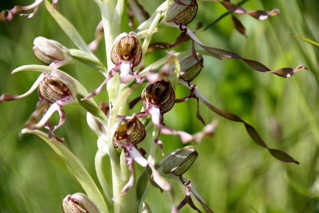 Auch Bocksriemenzungen sind hier sehr häufig anzutreffen.