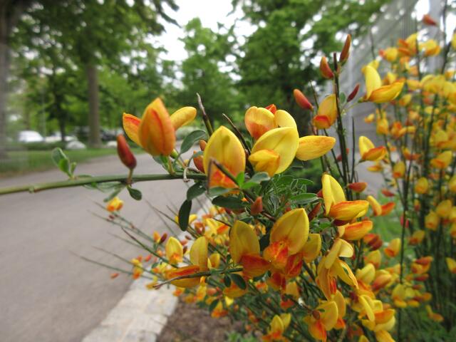 Ginster am 21. Mai bei der Runde durch den Wertwiesenpark und zurück nach Horkheim.