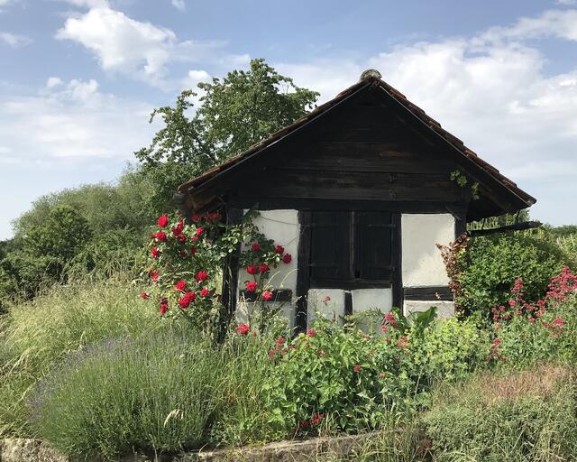 Mein Lieblingswengerthäuschen im Brackenheimer Zweifelberg