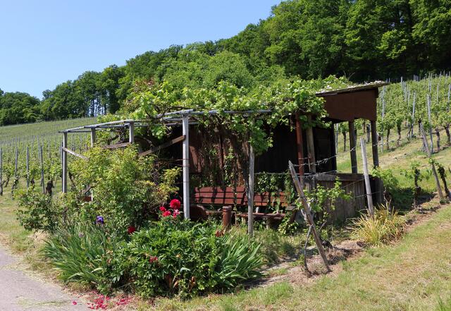 Weinberg-Romantik bei Schwabbach