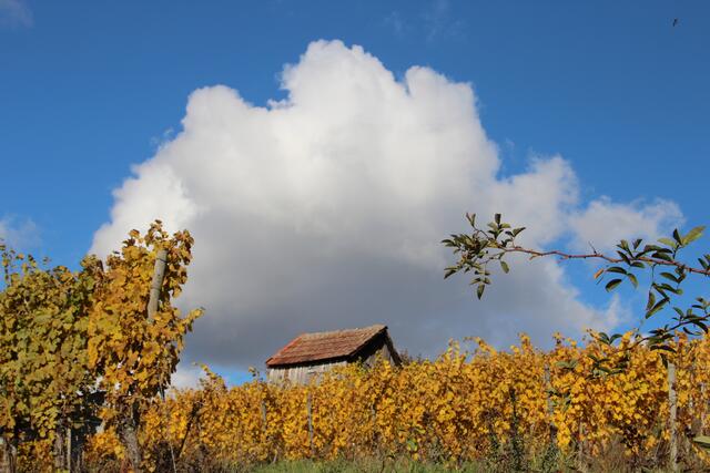 Herbst 2020 am Staufenberg, Flein