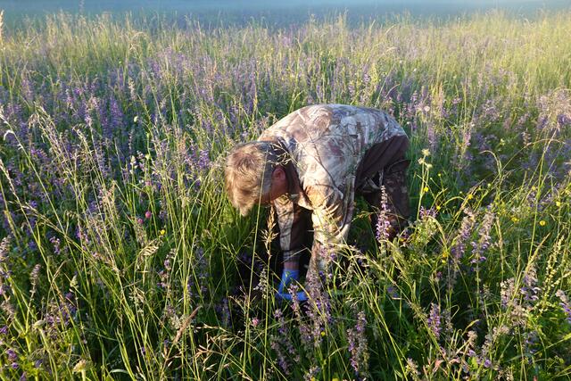 Man muss schon sehr nah dran sein, damit man das Kitz überhaupt im dichten Gras sieht.